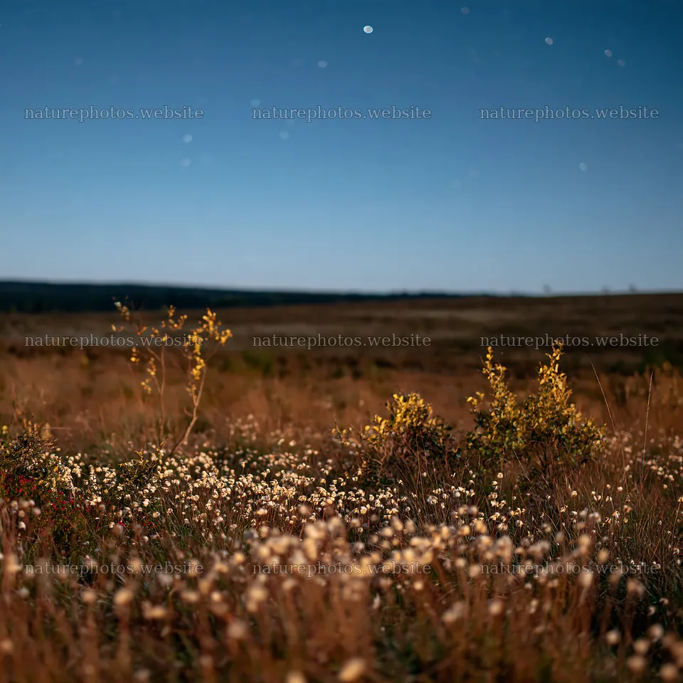 Dark sky over a meadow with wildflowers at night – nature photos 7938x7938