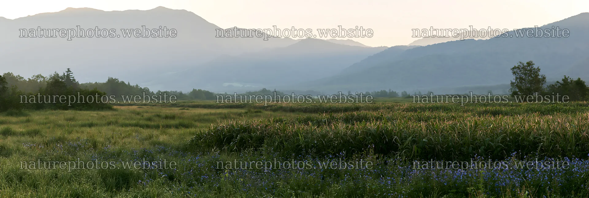 Expansive Hokkaido restoration meadow with dewdrops – nature photos 13690x4602