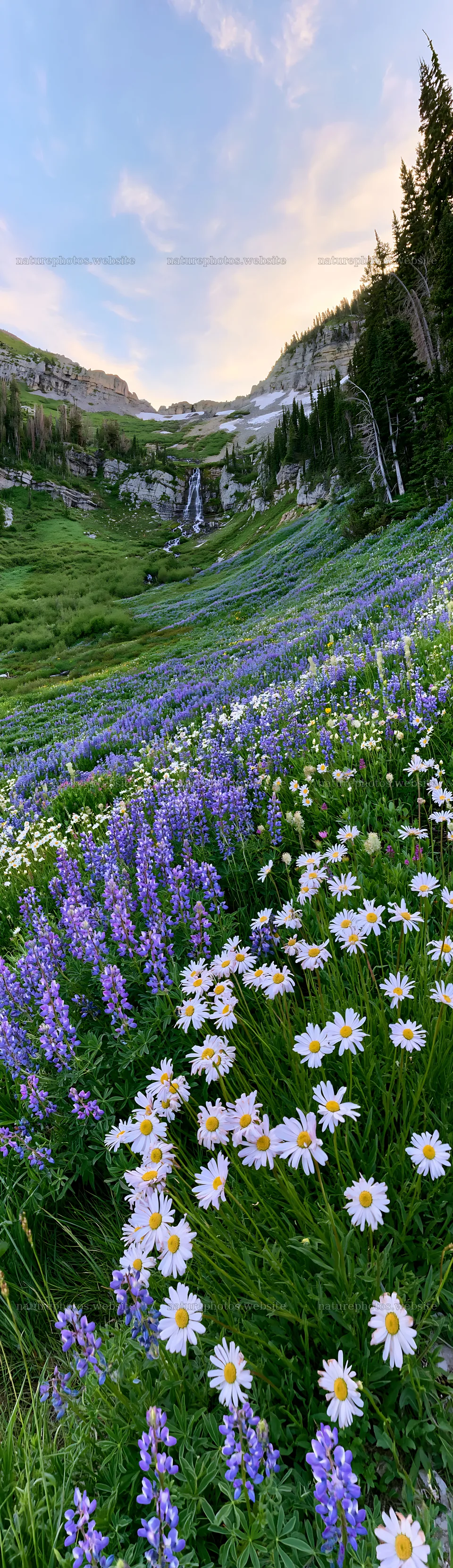 Meadow with flowers near waterfall in natural setting – nature photos 4268x14762