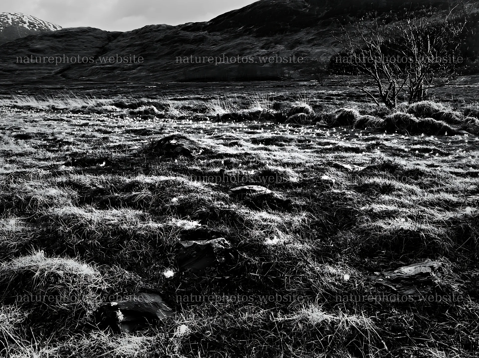 Expansive meadow with stones and lights during Christmas spring – nature photos 9174x6866