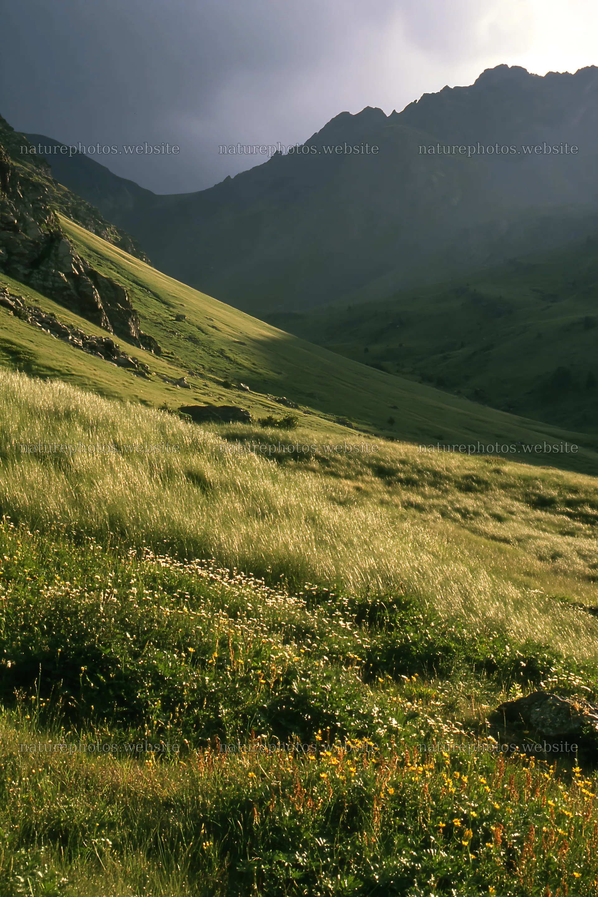 Meadow below Pyrenees mountains with green grass and flowers – nature photos 6480x9722