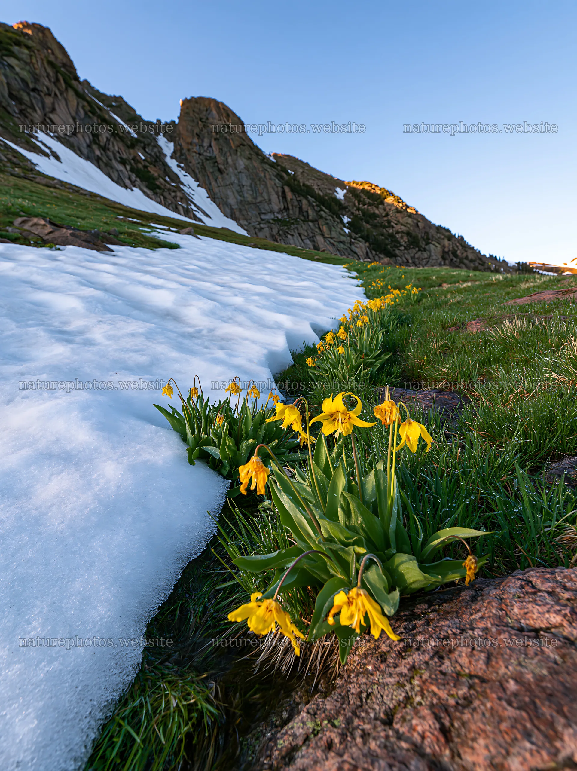 Snowmelt meadow with yellow flowers beside melting snow – nature photos 6866x9174
