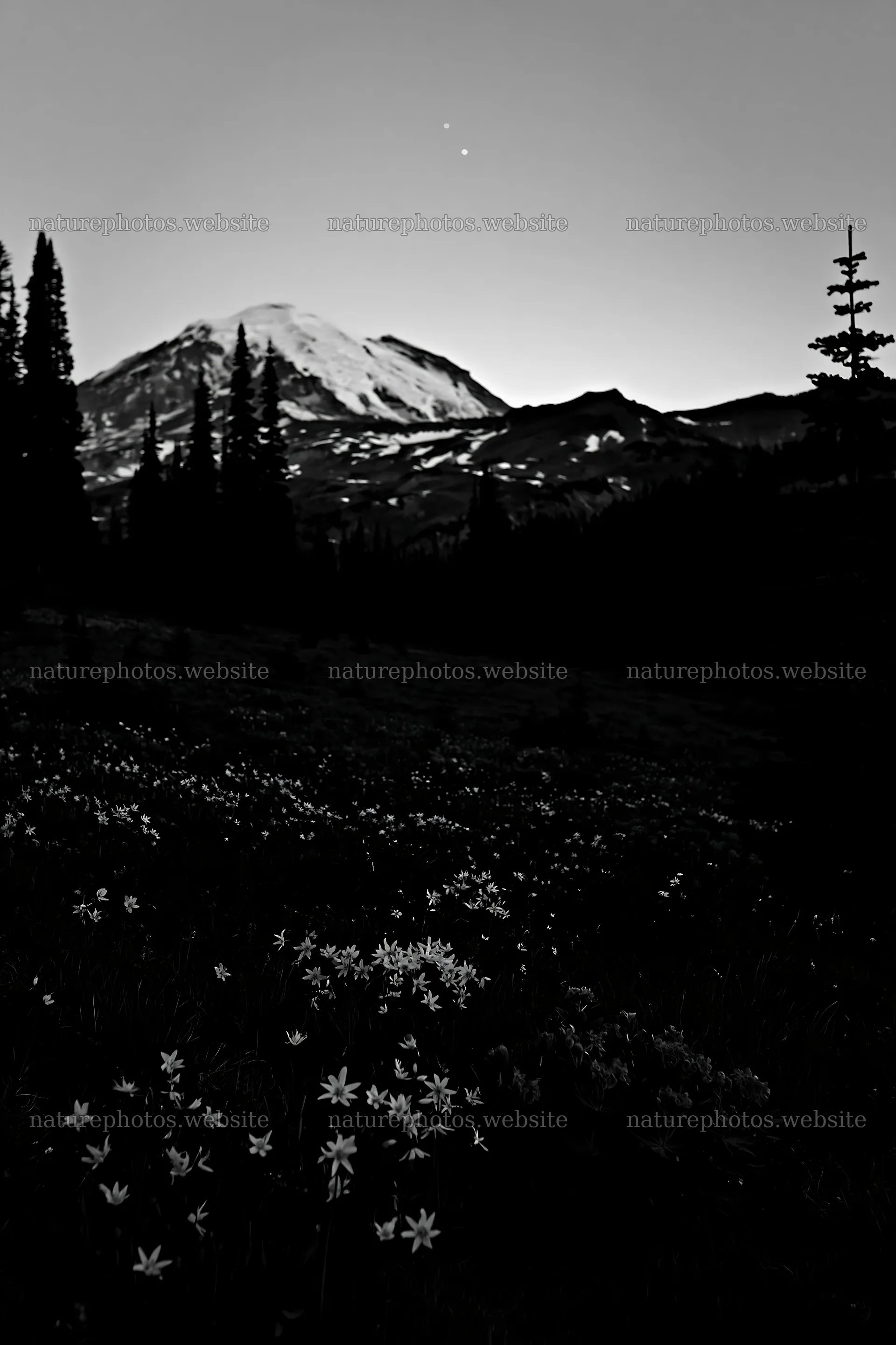 Mount Rainier wildflower meadow at sunrise – nature photos 6480x9722
