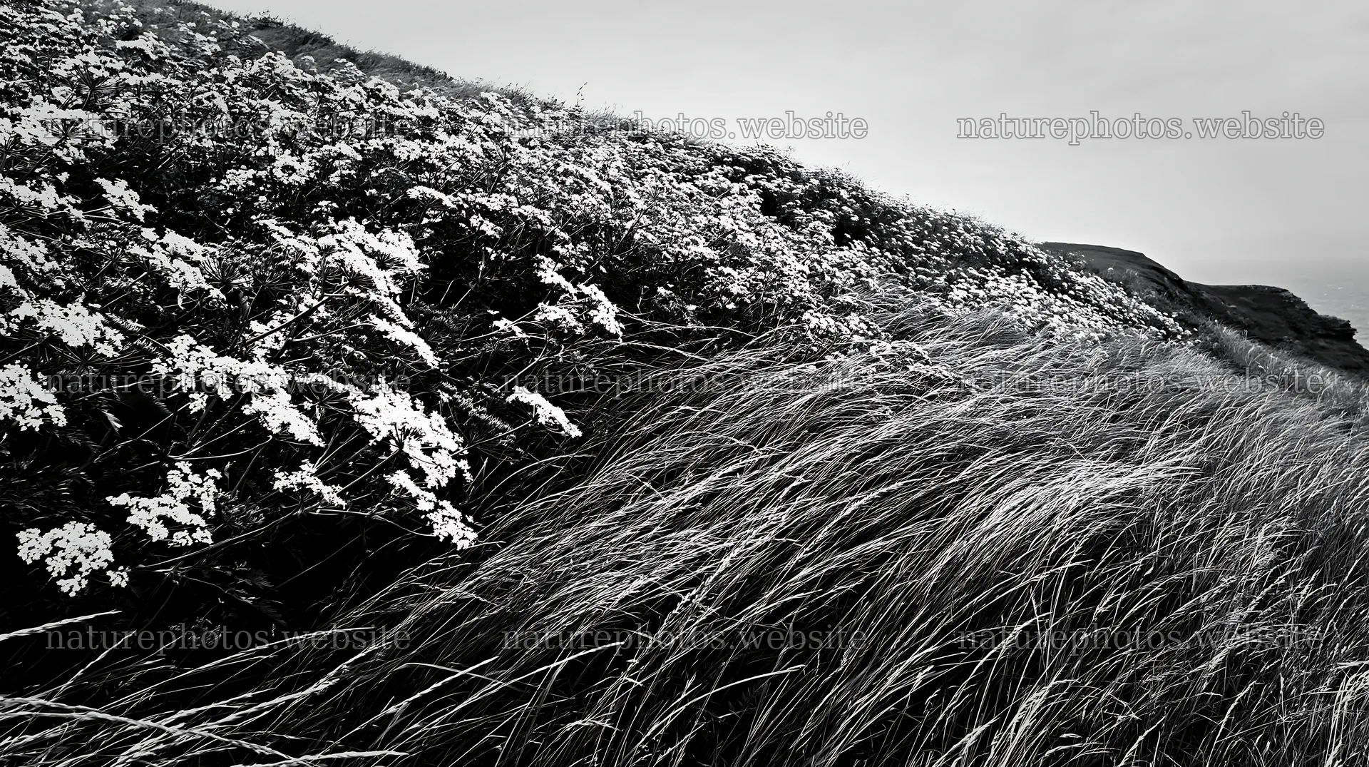 Cow parsley meadow on a hillside with grass and flowers – nature photos 10608x5938