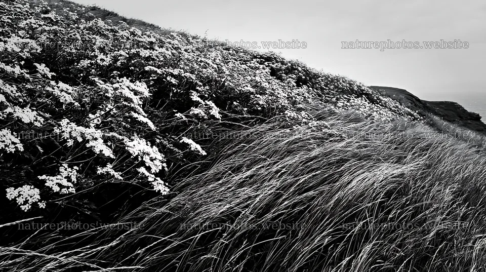 Cow parsley meadow on a hillside with grass and flowers – nature photos 10608x5938