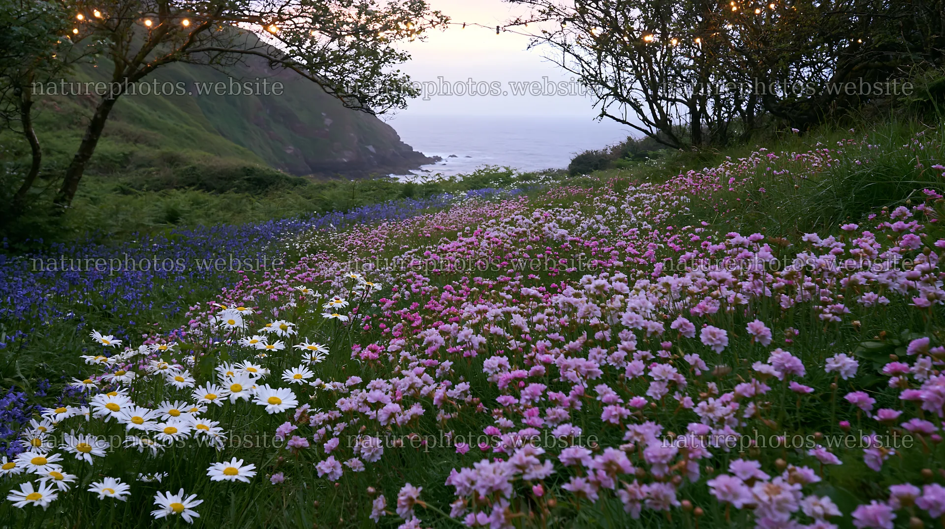 Wide Christmas meadow with native flowers and fairy lights – nature photos 10608x5938