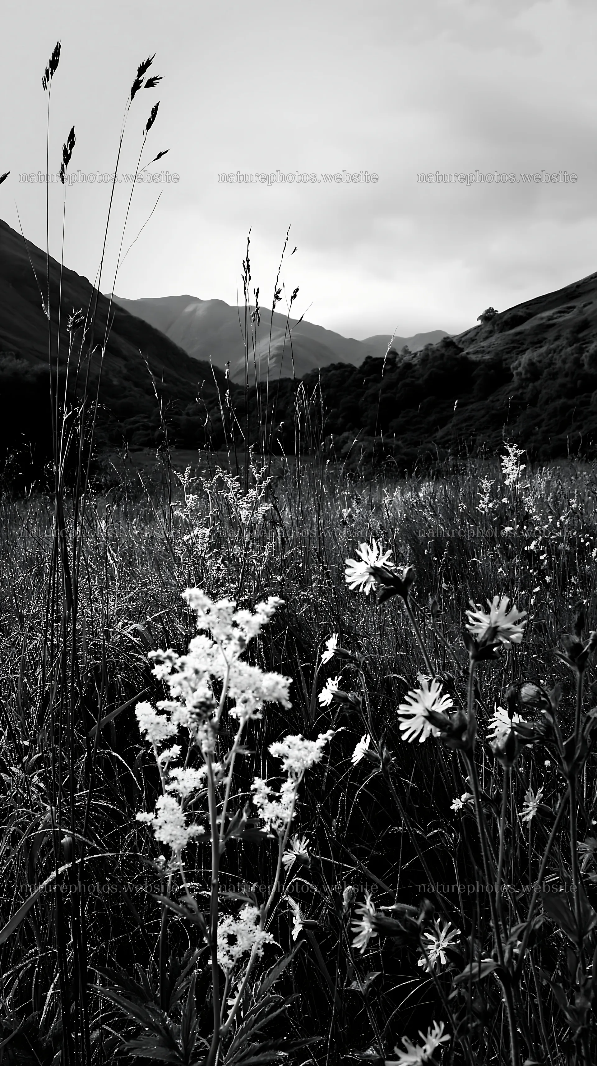 Foothill meadow with flowers and mountains in cloudy weather – nature photos 5938x10608
