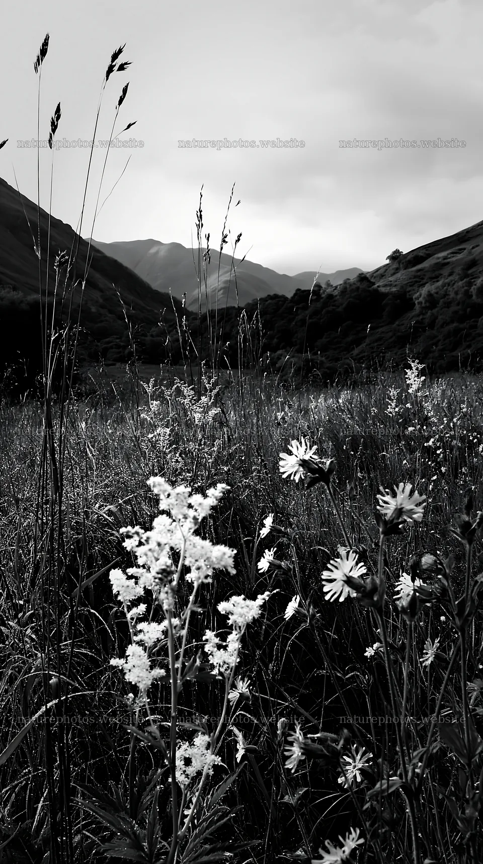 Foothill meadow with flowers and mountains in cloudy weather – nature photos 5938x10608