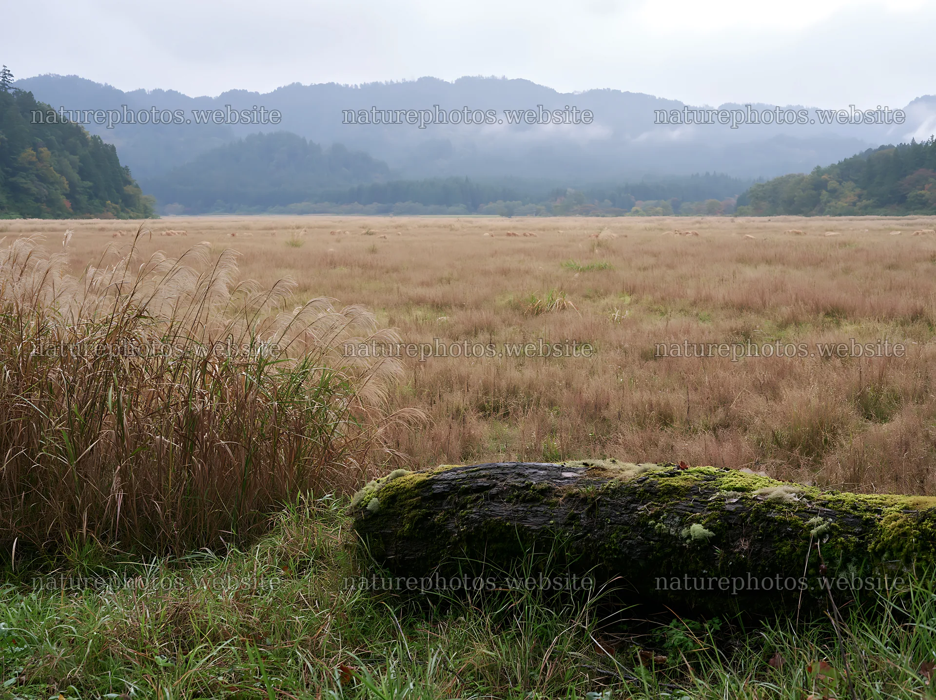 Gifu low carbon meadow mossy log in a natural landscape – nature photos 9174x6866