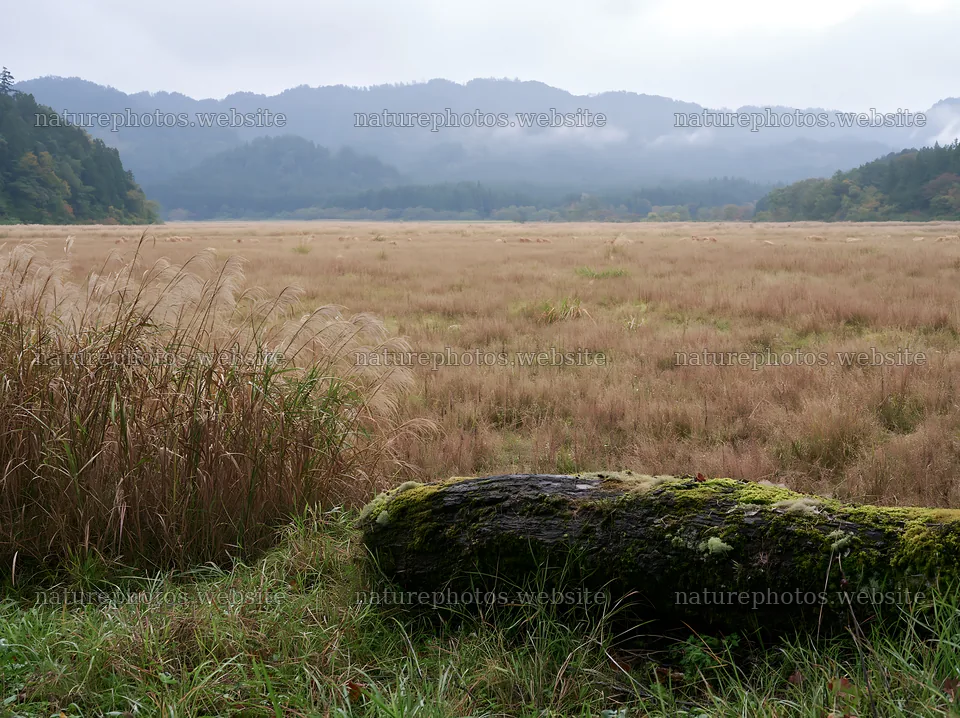 Gifu low carbon meadow mossy log in a natural landscape – nature photos 9174x6866