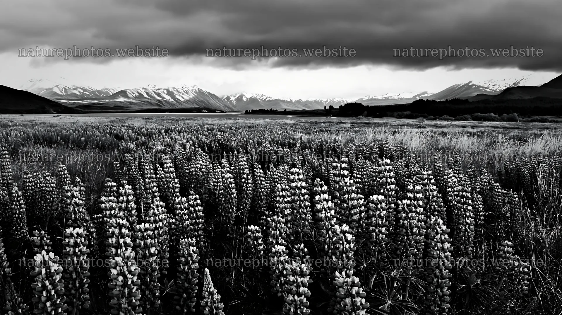 Lupins in a meadow with snowy Alps at Lake Tekapo – nature photos 10608x5938
