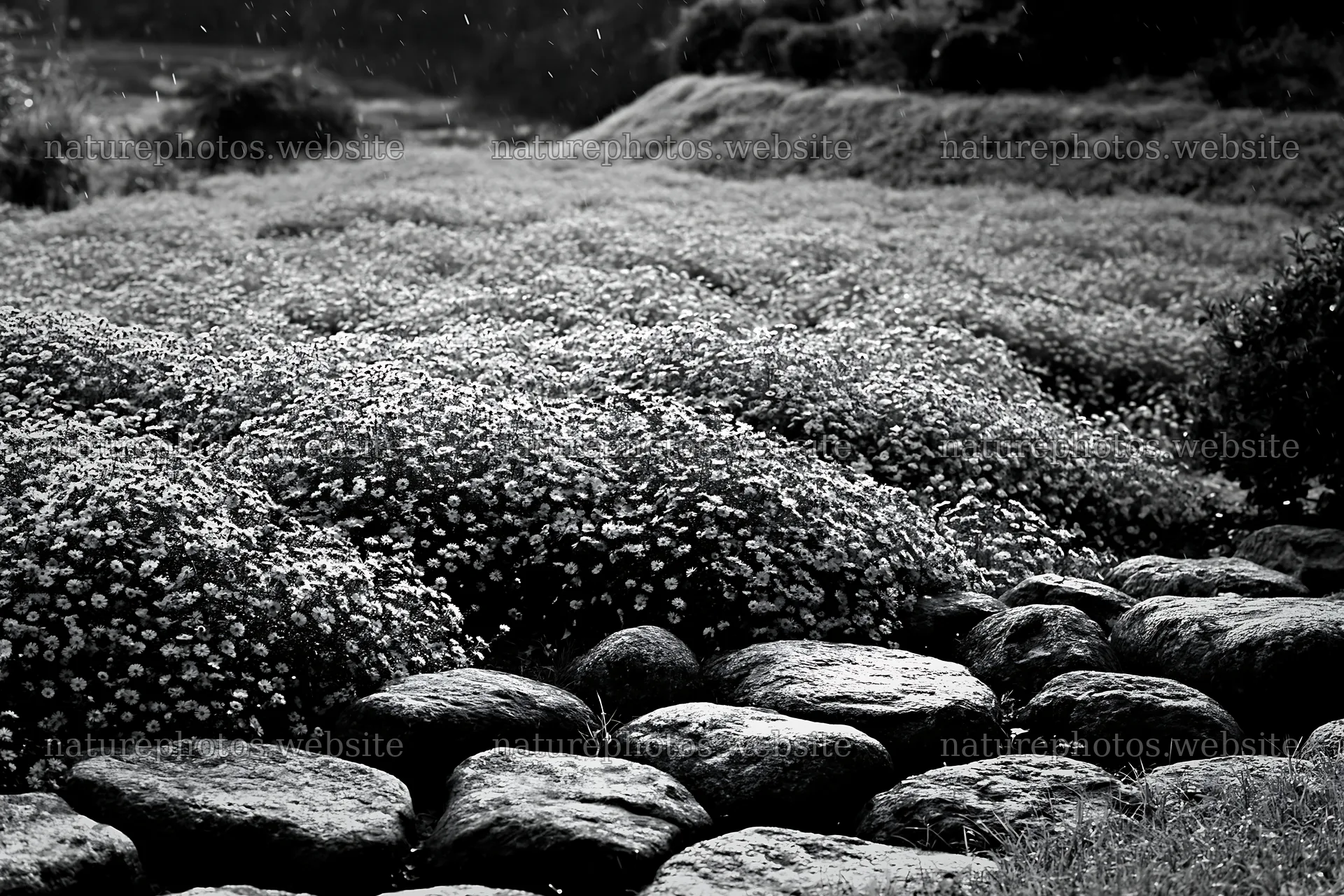 Hiroshima rainy meadow smooth rock foreground – nature photos 9722x6480