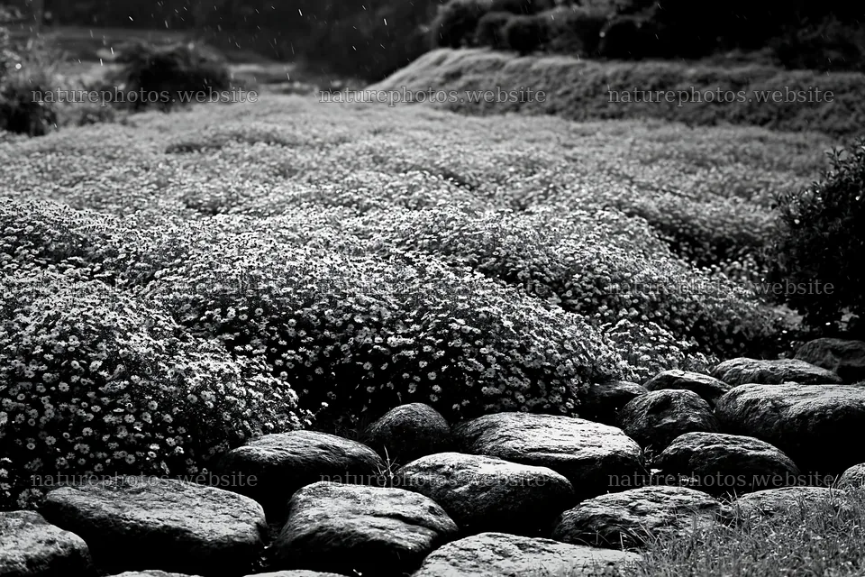 Hiroshima rainy meadow smooth rock foreground – nature photos 9722x6480