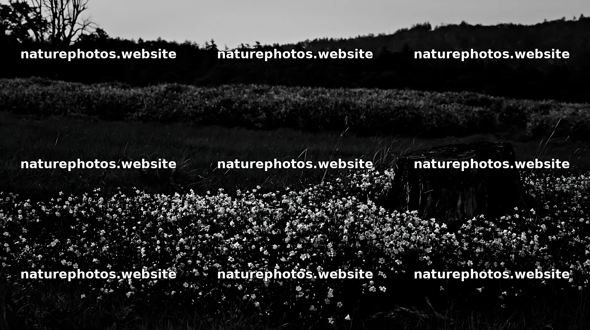 Fukushima native meadow with weathered stump – nature photos 10608x5938