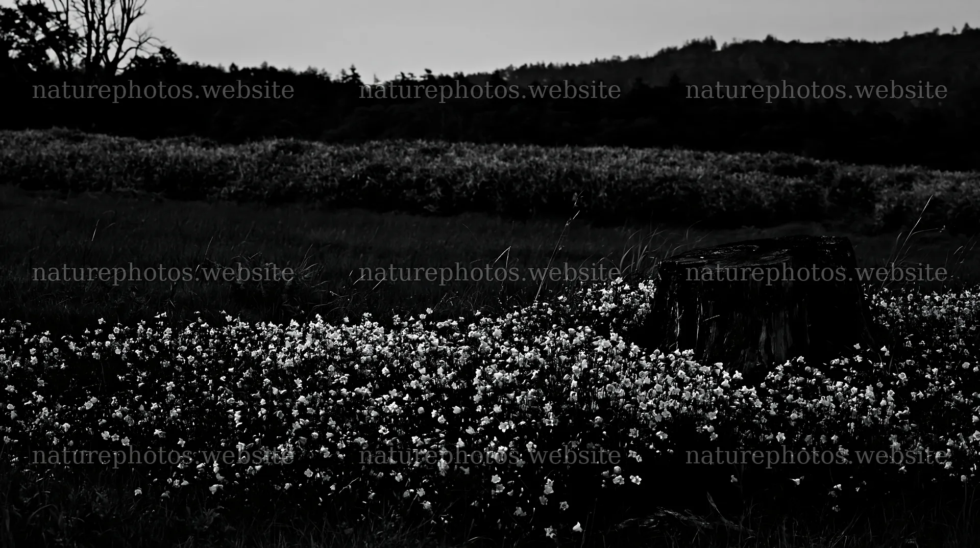 Fukushima native meadow with weathered stump – nature photos 10608x5938