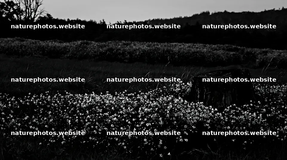 Fukushima native meadow with weathered stump – nature photos 10608x5938