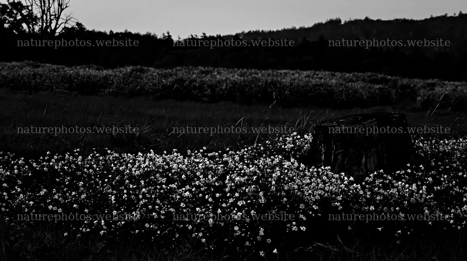 Fukushima native meadow with weathered stump – nature photos 10608x5938