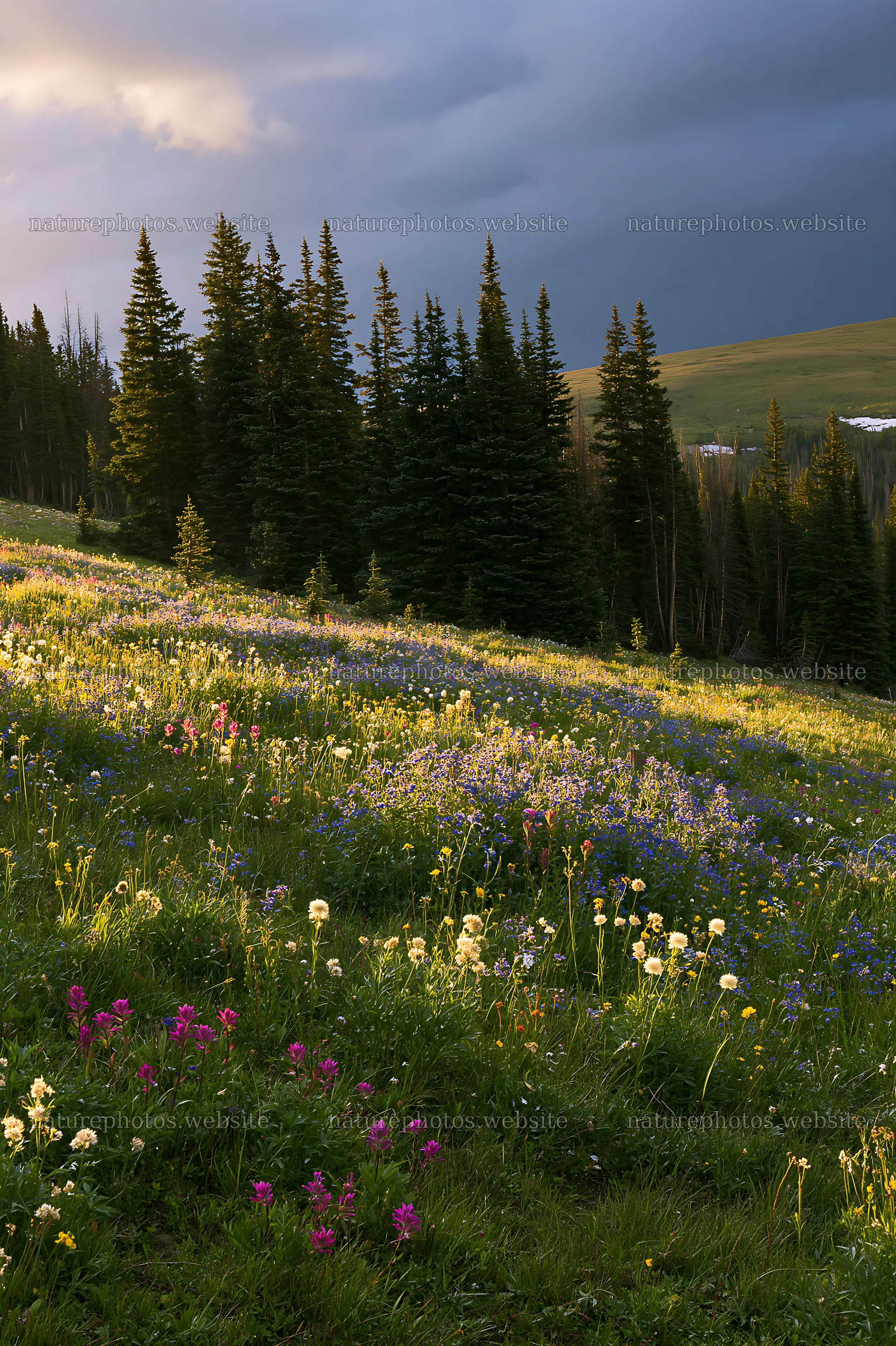 Snowy Rocky Mountain Park meadow with flowers and trees – nature photos 6480x9722