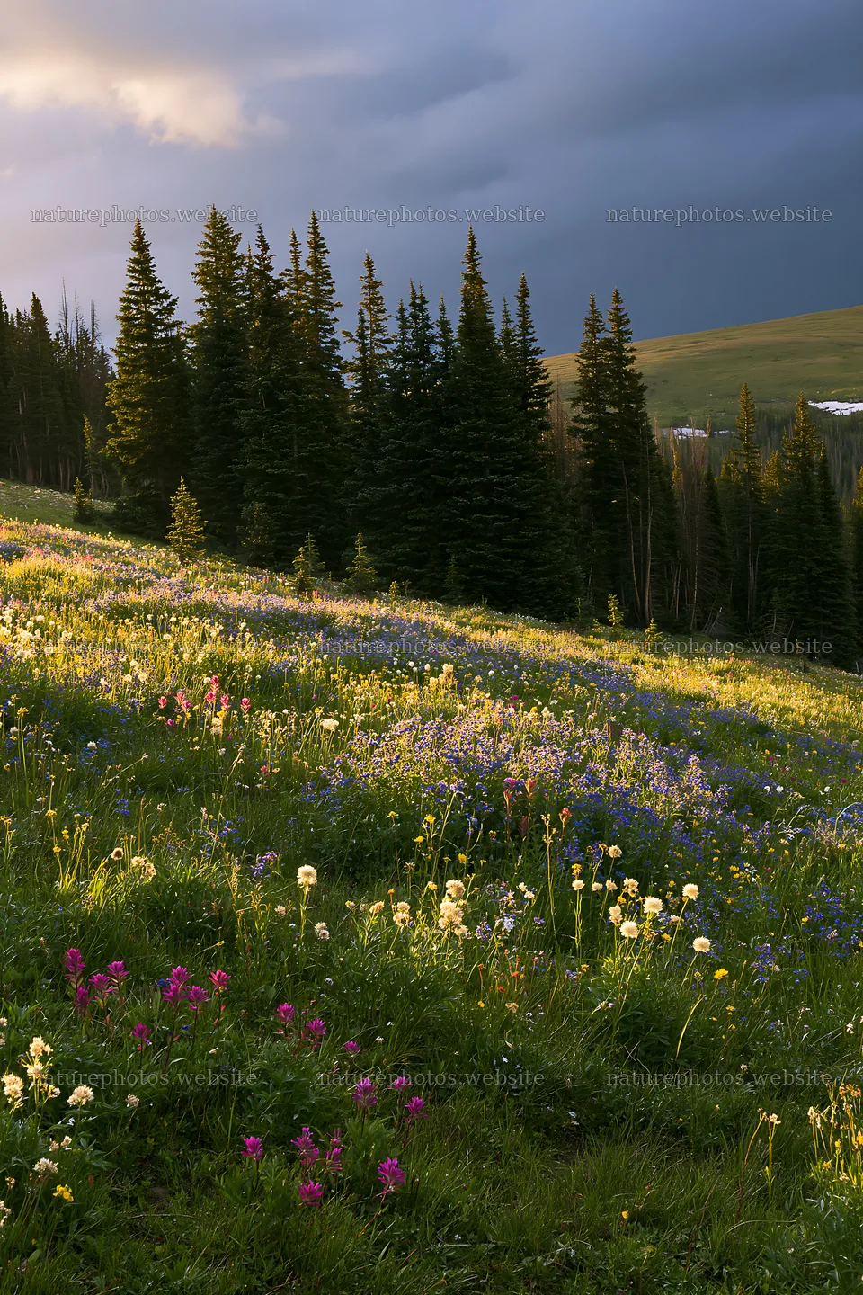 Snowy Rocky Mountain Park meadow with flowers and trees – nature photos 6480x9722