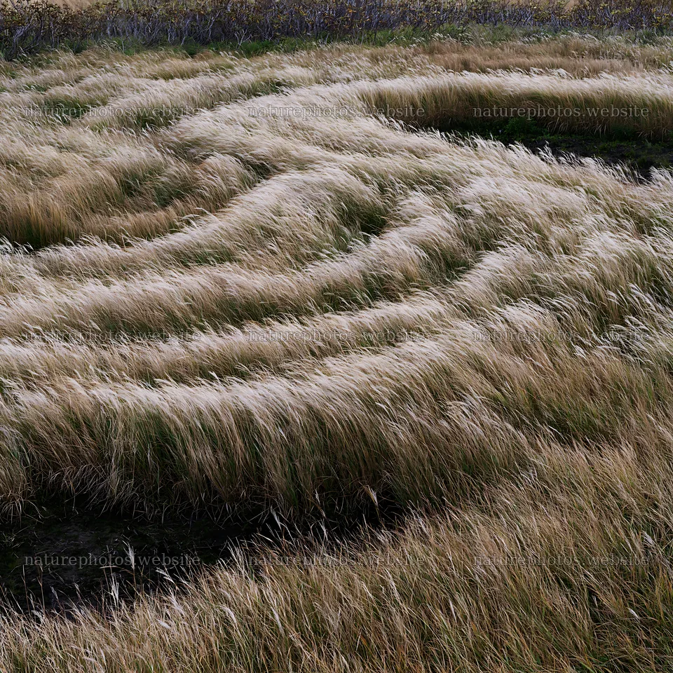 Meadow of Hokkaido silver grass seedheads in natural habitat – nature photos 7938x7938