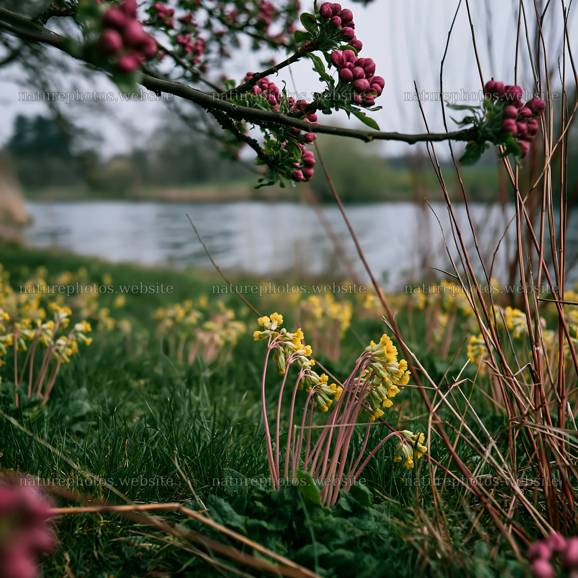 Lakeside orchard meadow with flowers in springtime setting – nature photos 7938x7938