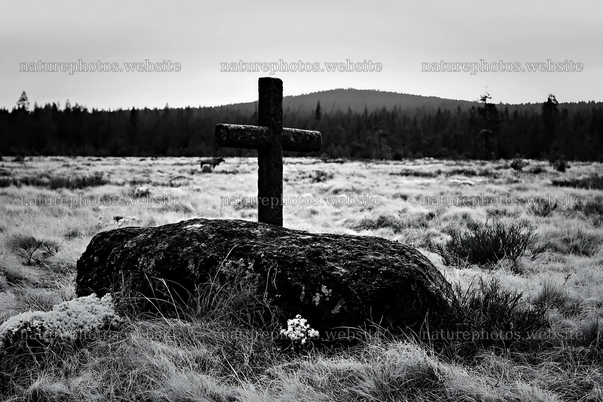 Christian cross in winter meadow with black and white tones – nature photos 9722x6480