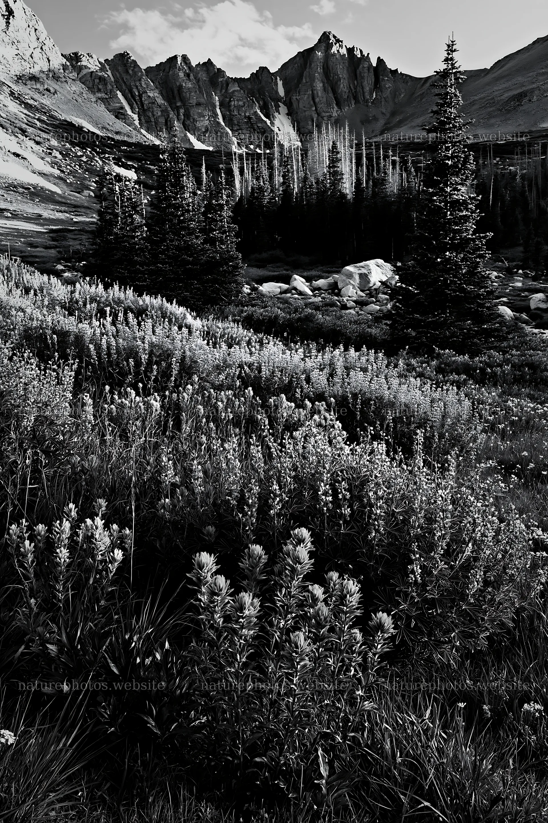 Meadow of paintbrush lupine with mountains in background – nature photos 6480x9722