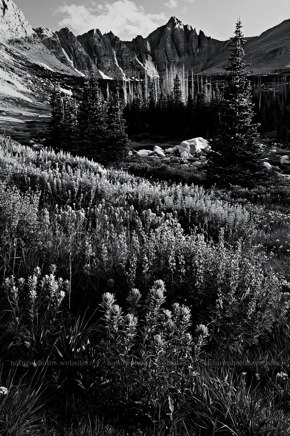 Meadow of paintbrush lupine with mountains in background – nature photos 6480x9722