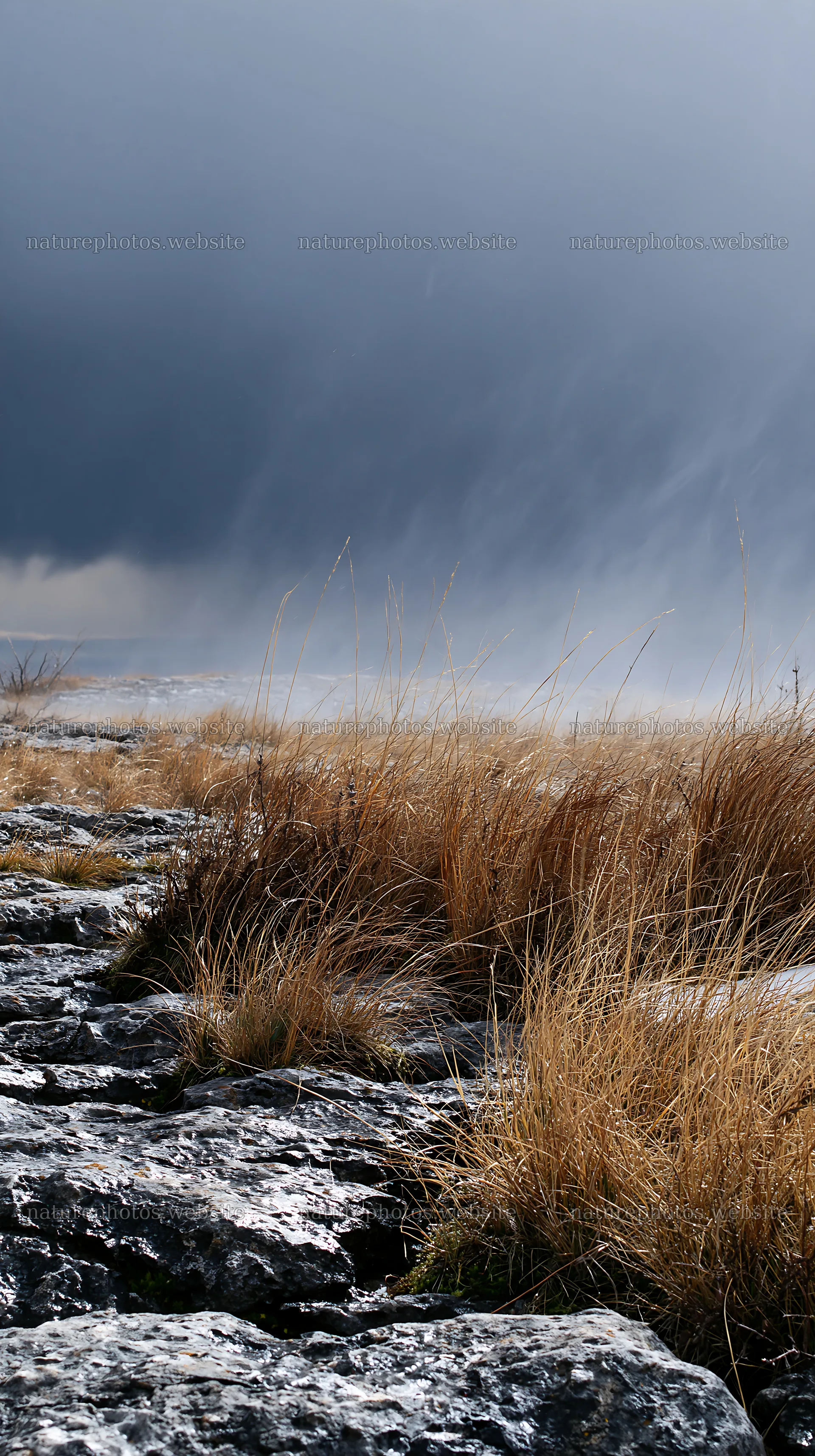 Winter landscape with tall grass and rocky ground – nature photos 5938x10608