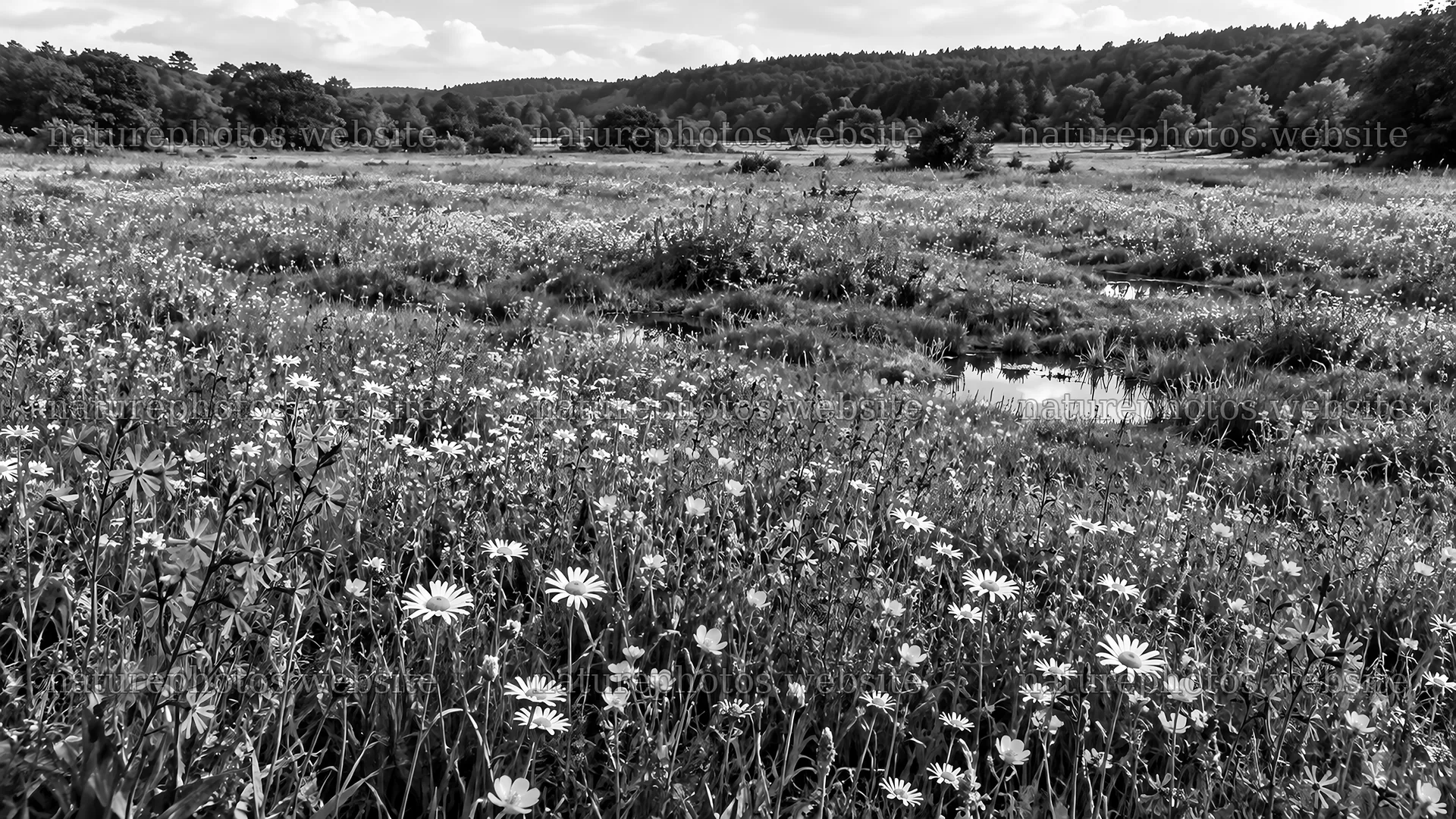 Wildflower Meadow and Stream in Monochrome – nature photos 10324x5812