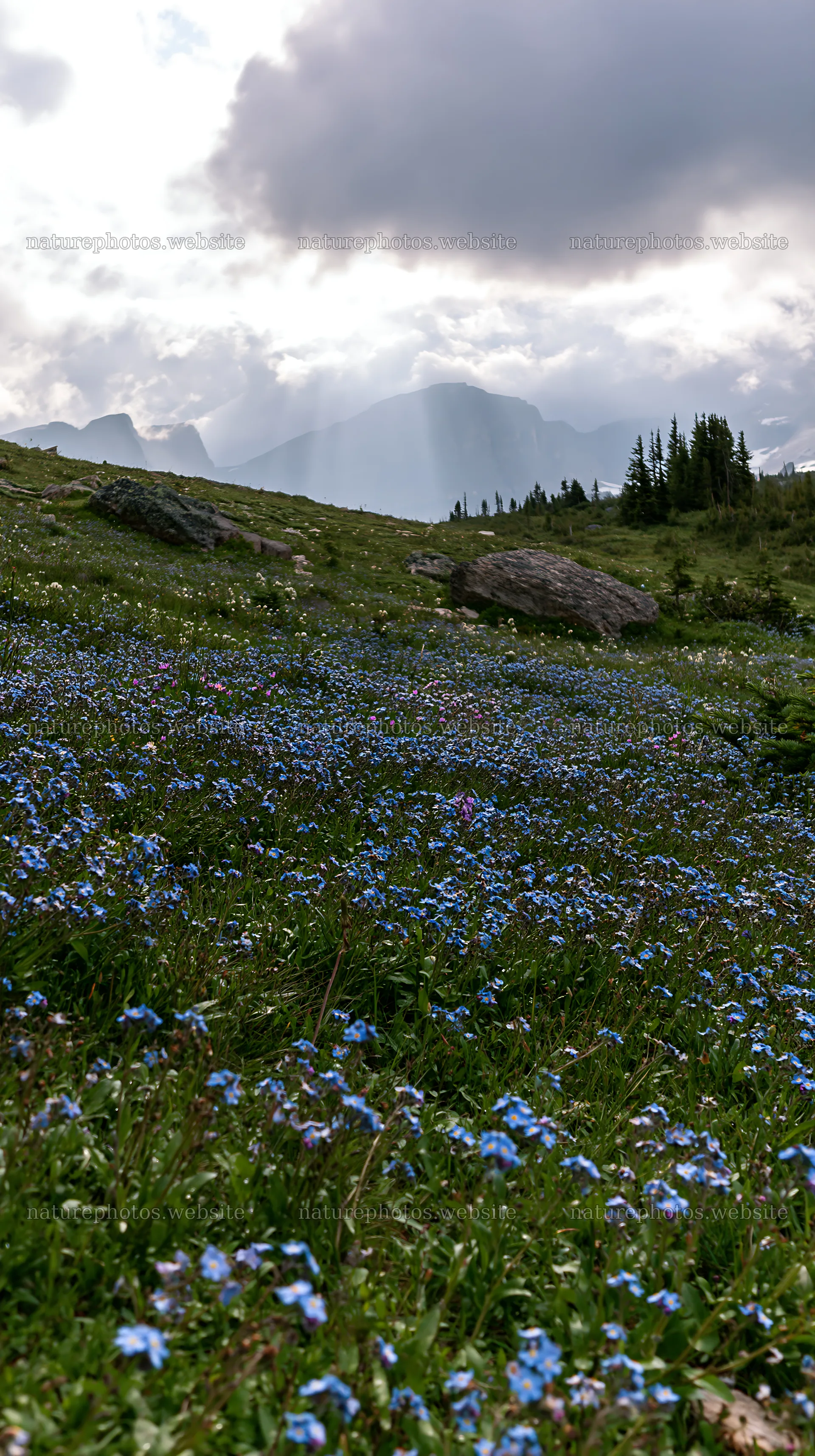 Sunshine Meadows in Banff with light rays shining through clouds – nature photos 5938x10608