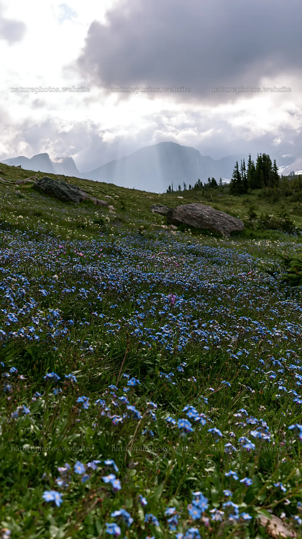 Sunshine Meadows in Banff with light rays shining through clouds – nature photos 5938x10608