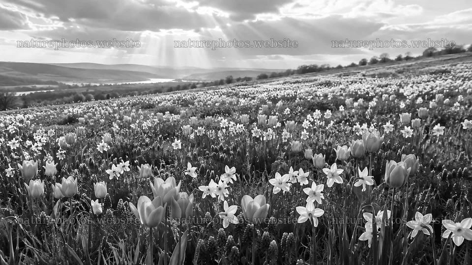 Spring Bulb Flowers Across a Hillside – nature photos 10331x5808
