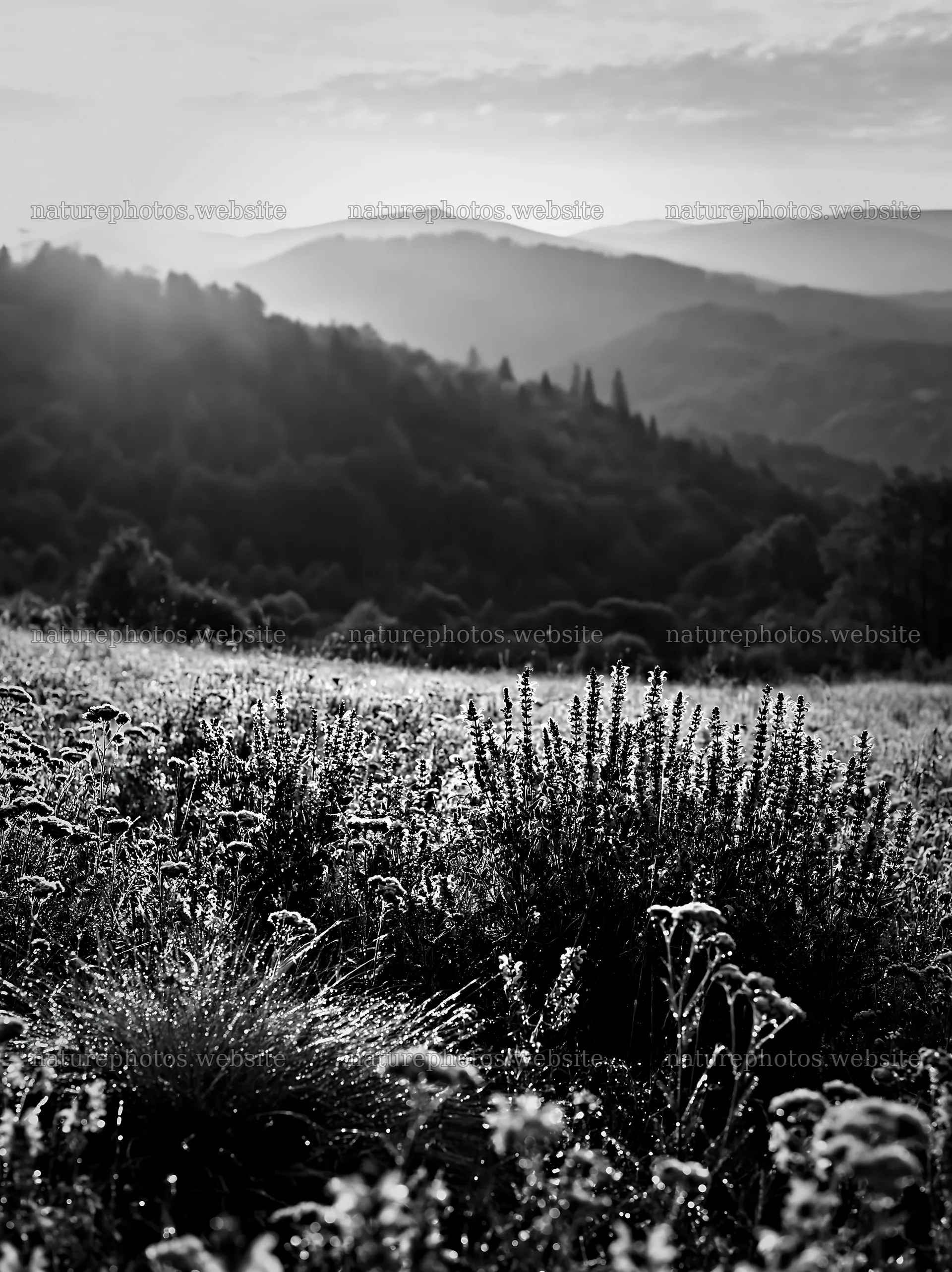 Rolling valley meadows with flowers and mountains at sunrise – nature photos 6866x9174