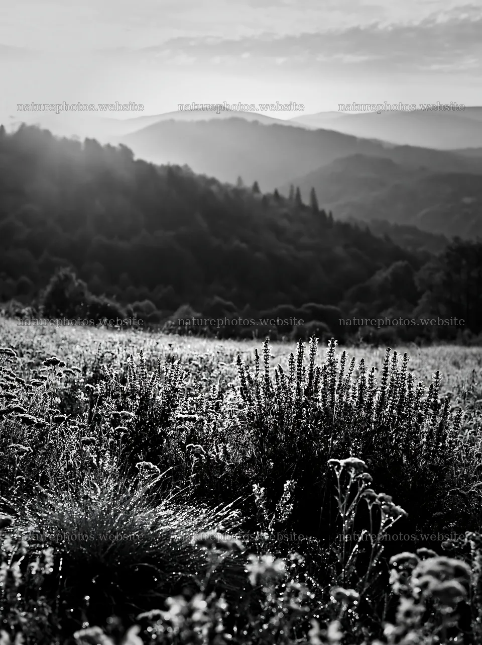 Rolling valley meadows with flowers and mountains at sunrise – nature photos 6866x9174