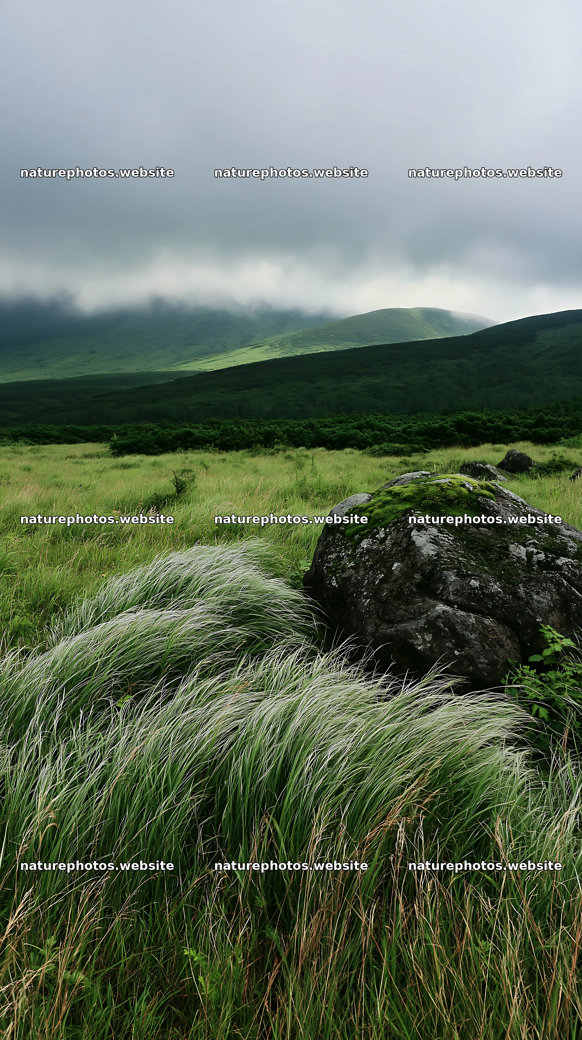 Aomori climate resilient meadow with boulder and grass – nature photos 5938x10608