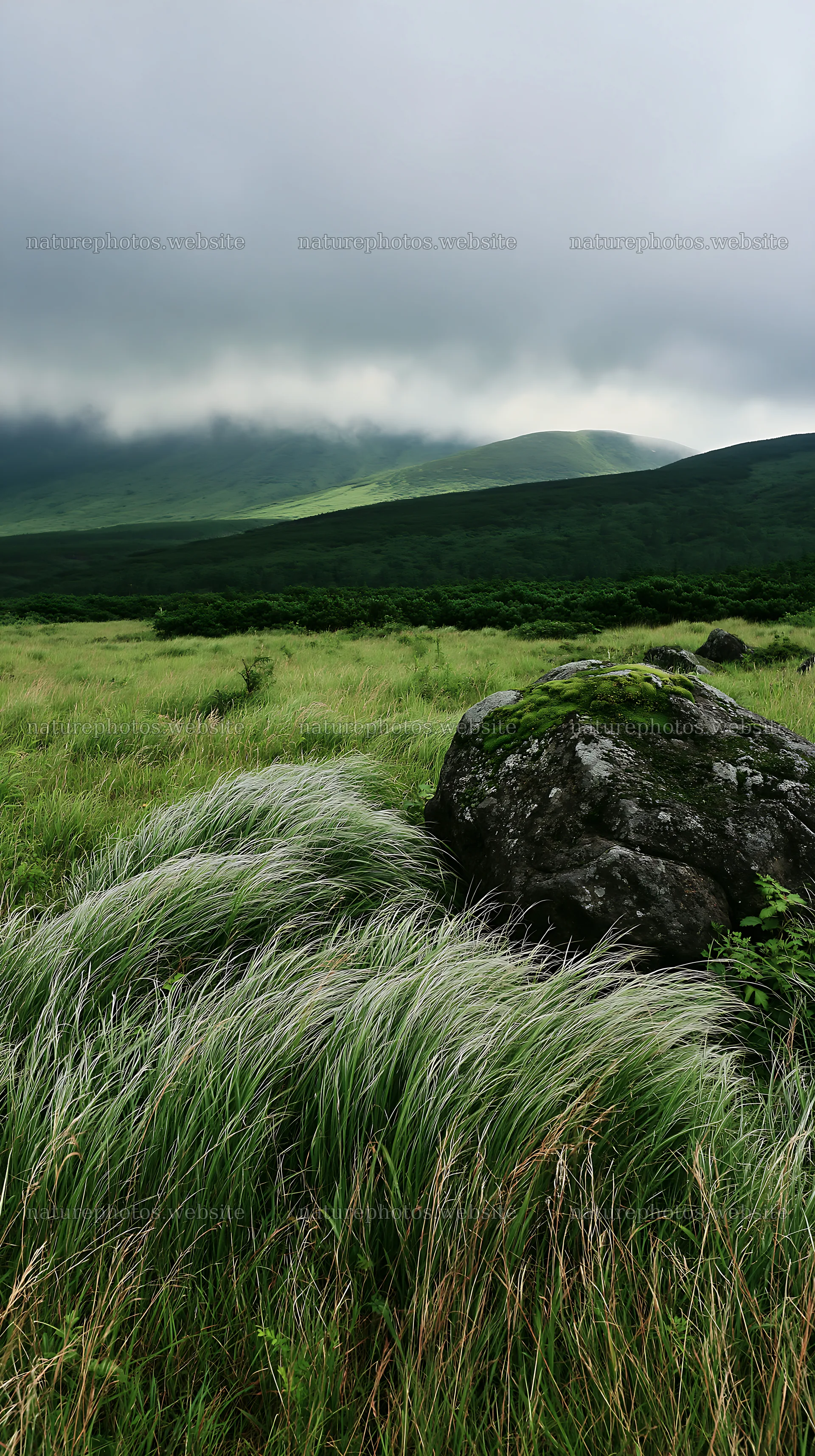 Aomori climate resilient meadow with boulder and grass – nature photos 5938x10608