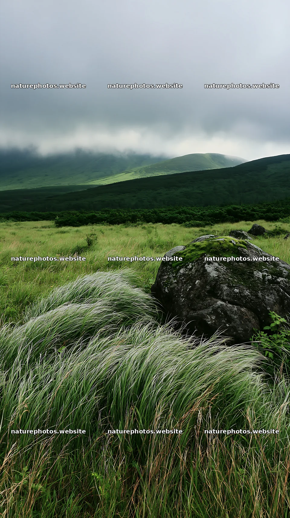Aomori climate resilient meadow with boulder and grass – nature photos 5938x10608