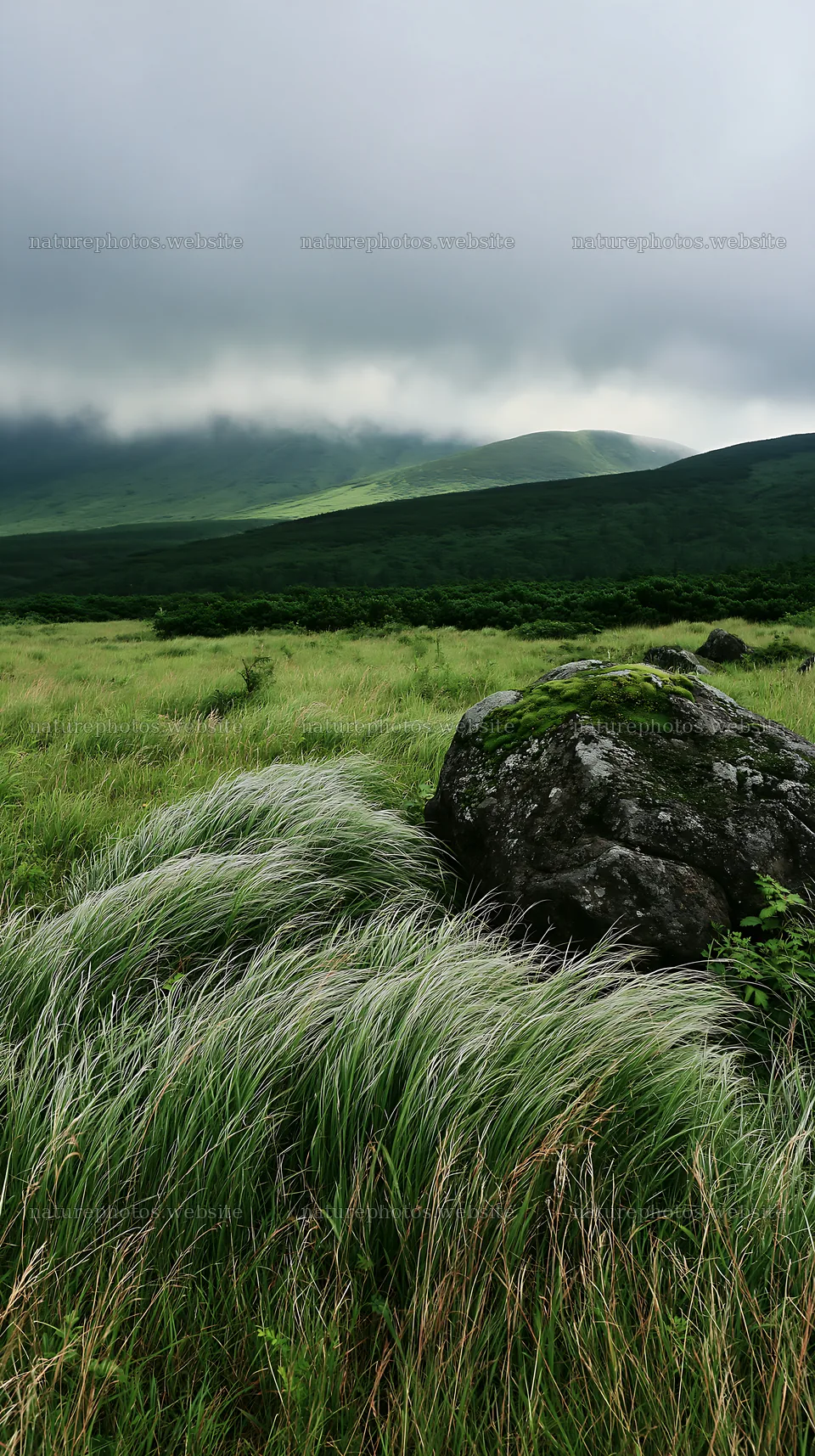 Aomori climate resilient meadow with boulder and grass – nature photos 5938x10608