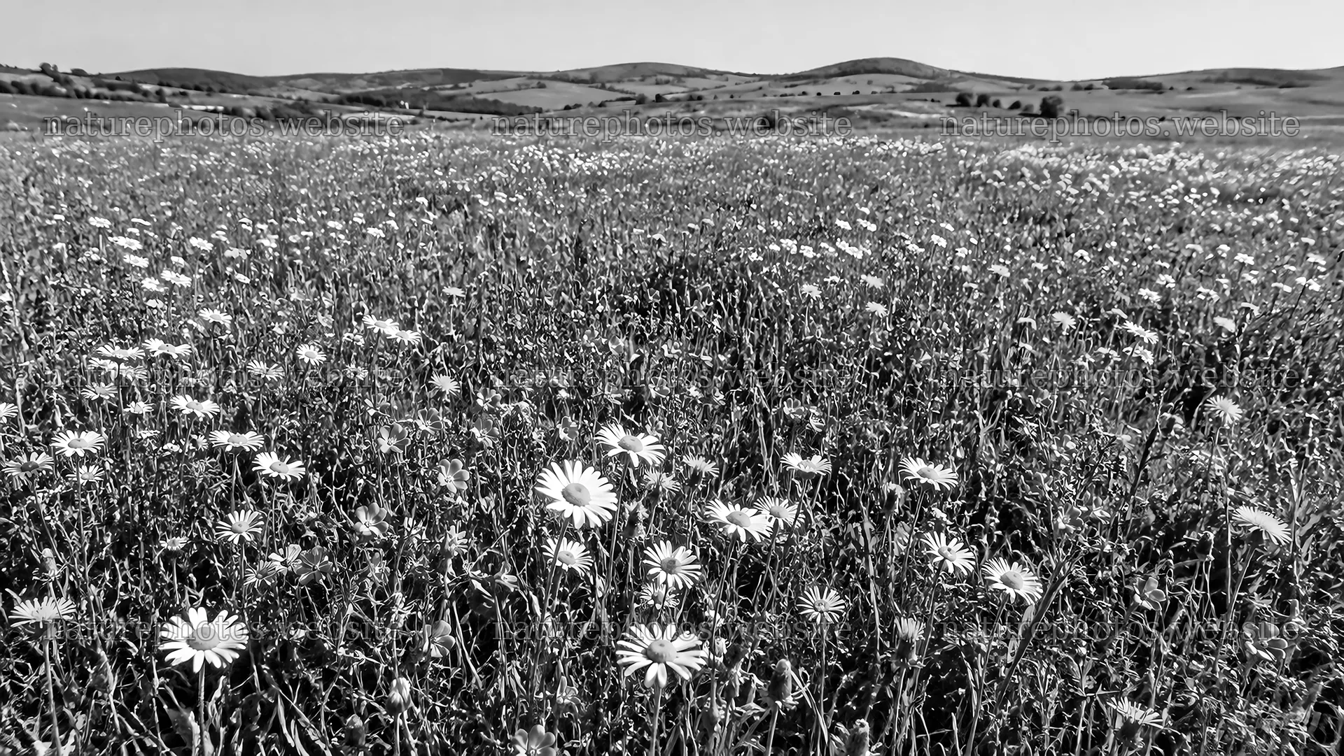 Monochrome Wildflower Meadow Beneath Rolling Hills – nature photos 10324x5812
