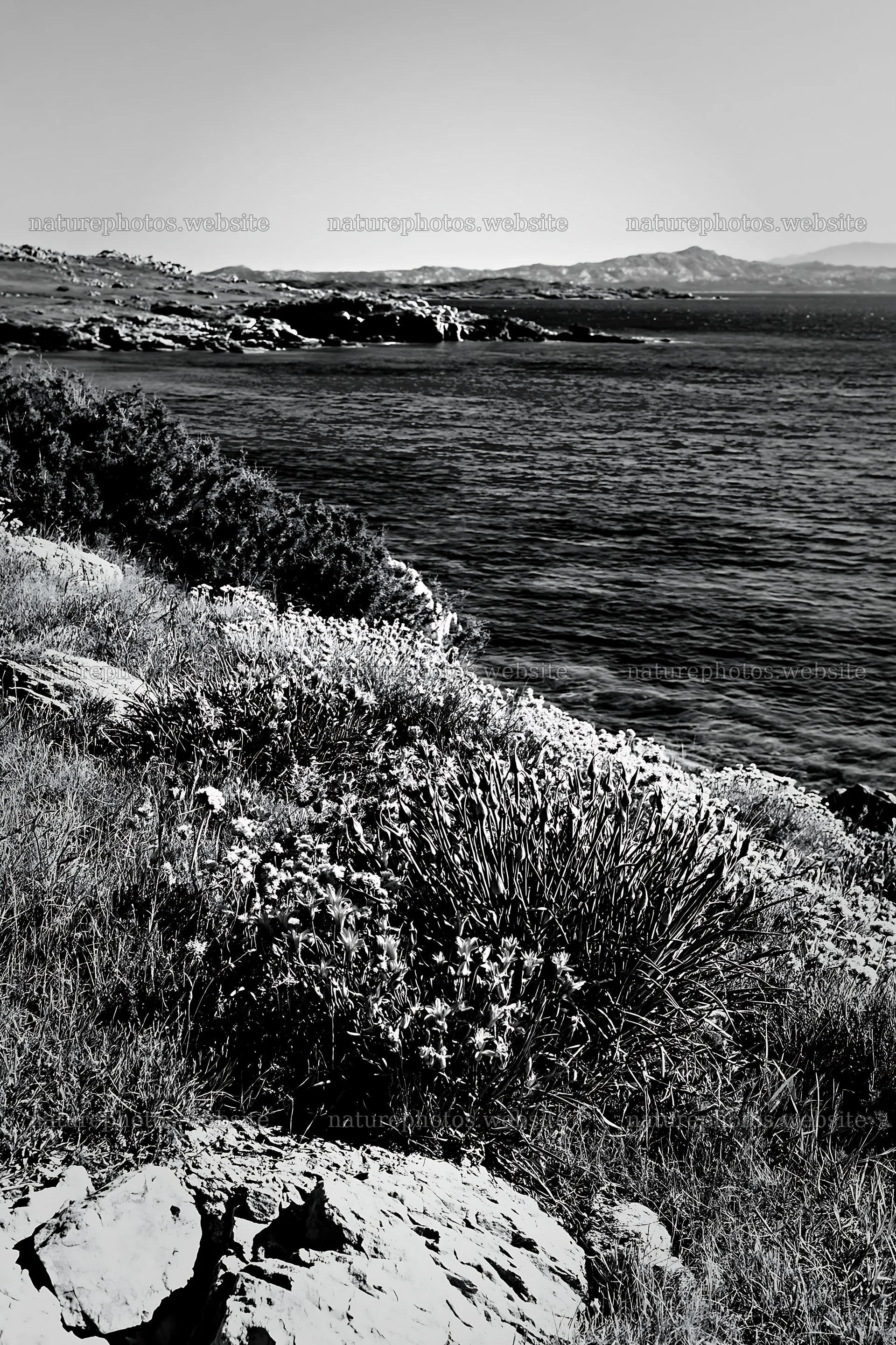 Drought-tolerant meadow near the coast with blue waters – nature photos 6480x9722