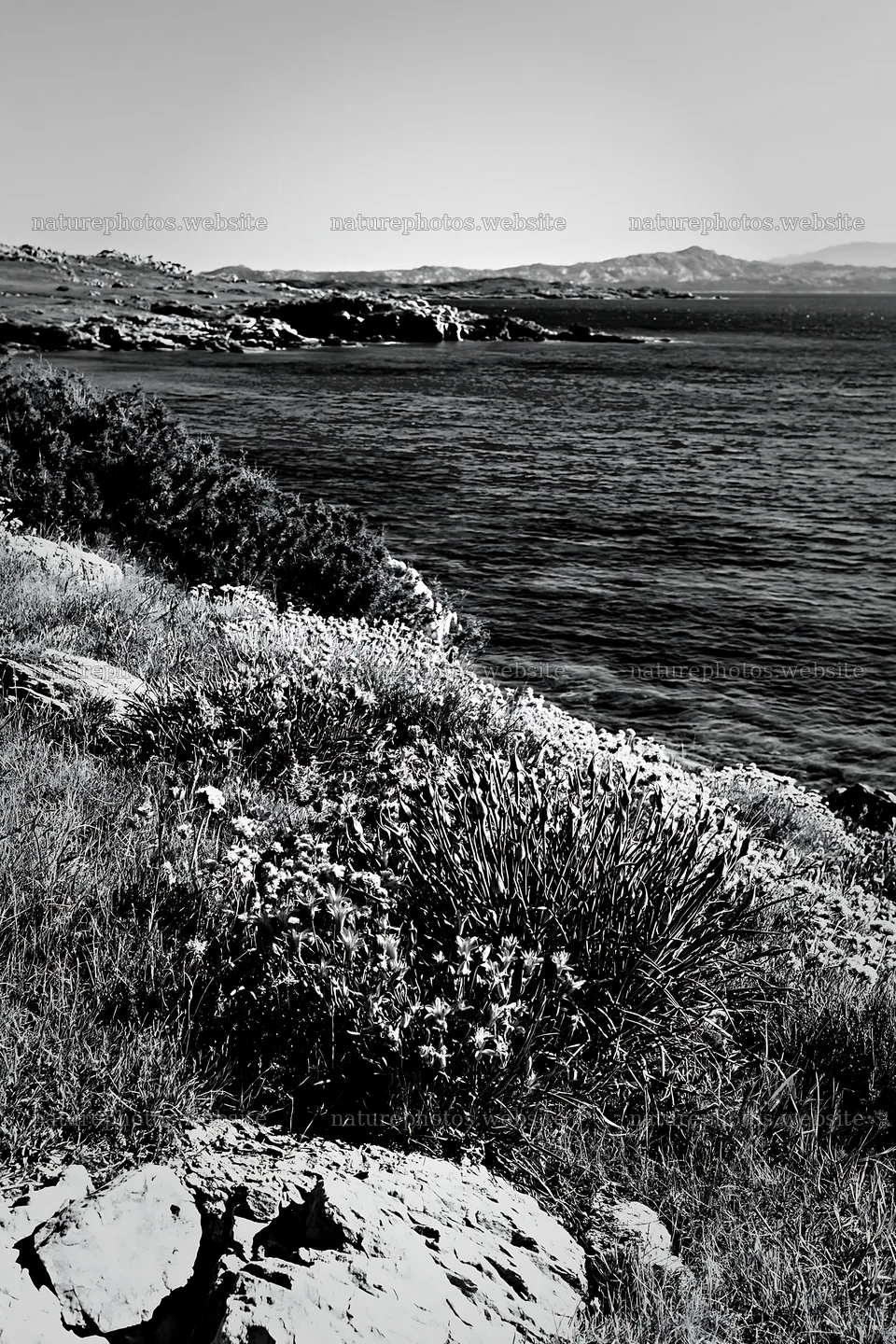 Drought-tolerant meadow near the coast with blue waters – nature photos 6480x9722