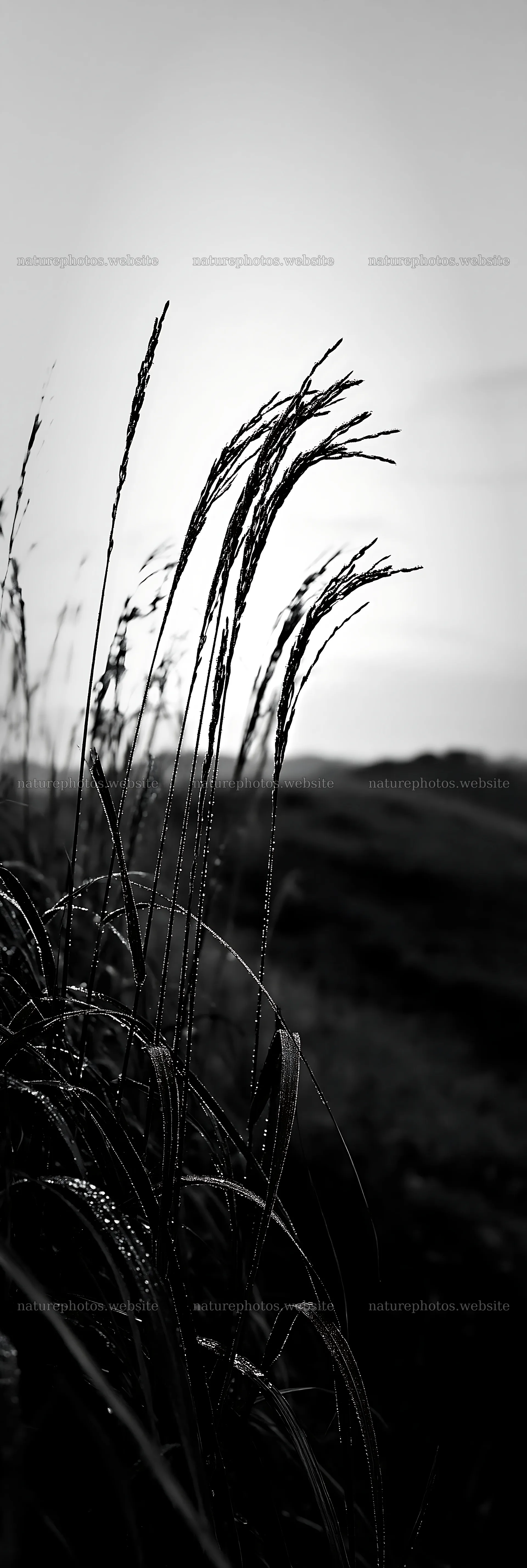 Miyazaki sunrise meadow dew covered sedges at dawn – nature photos 4602x13690