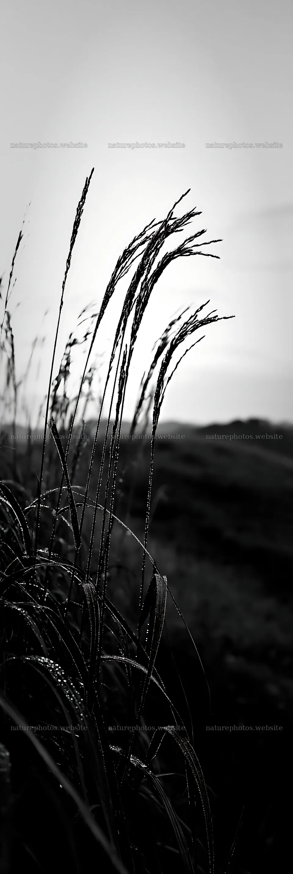 Miyazaki sunrise meadow dew covered sedges at dawn – nature photos 4602x13690