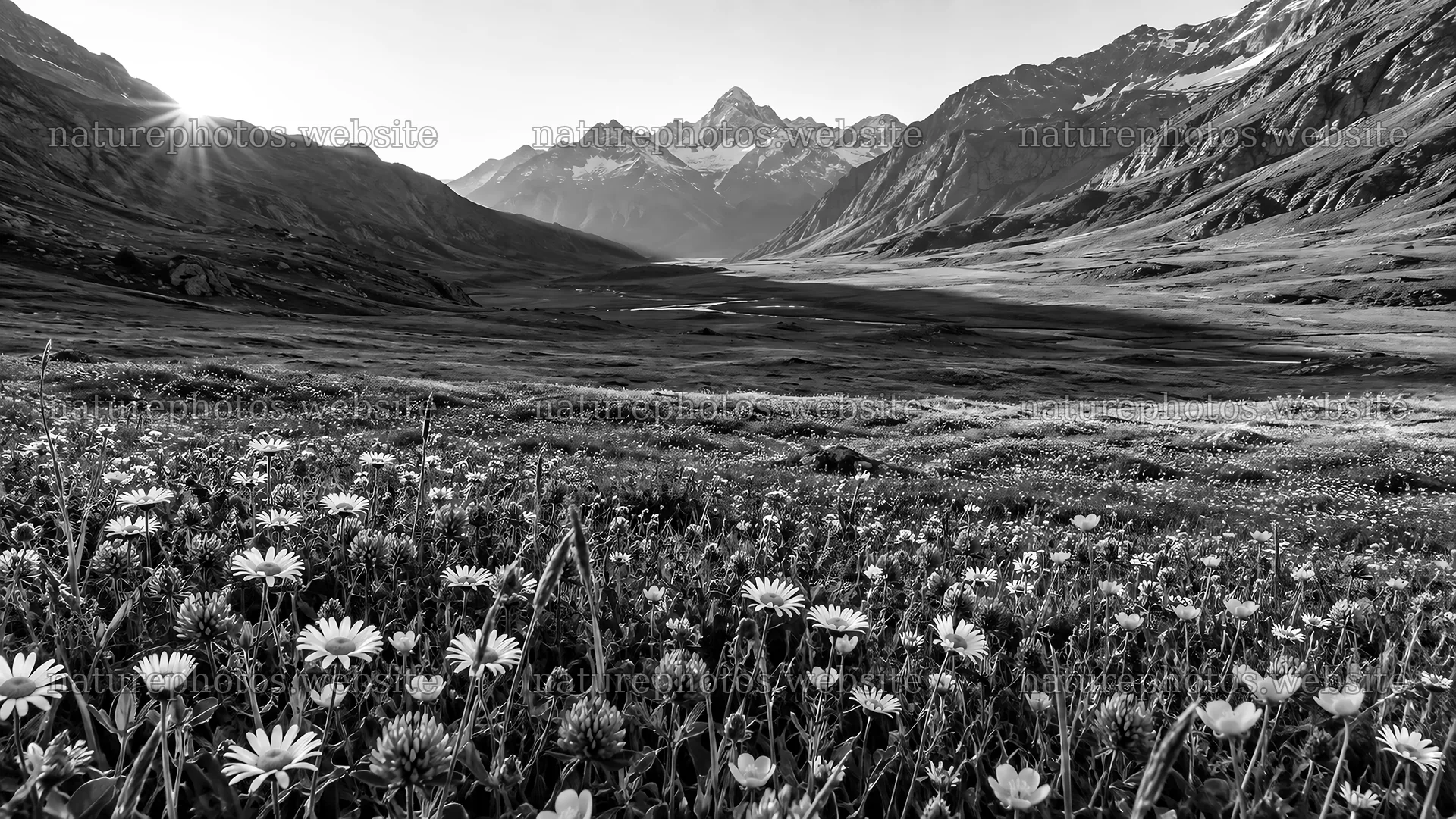 Black and White Mountain Valley with Wildflowers – nature photos 10324x5812