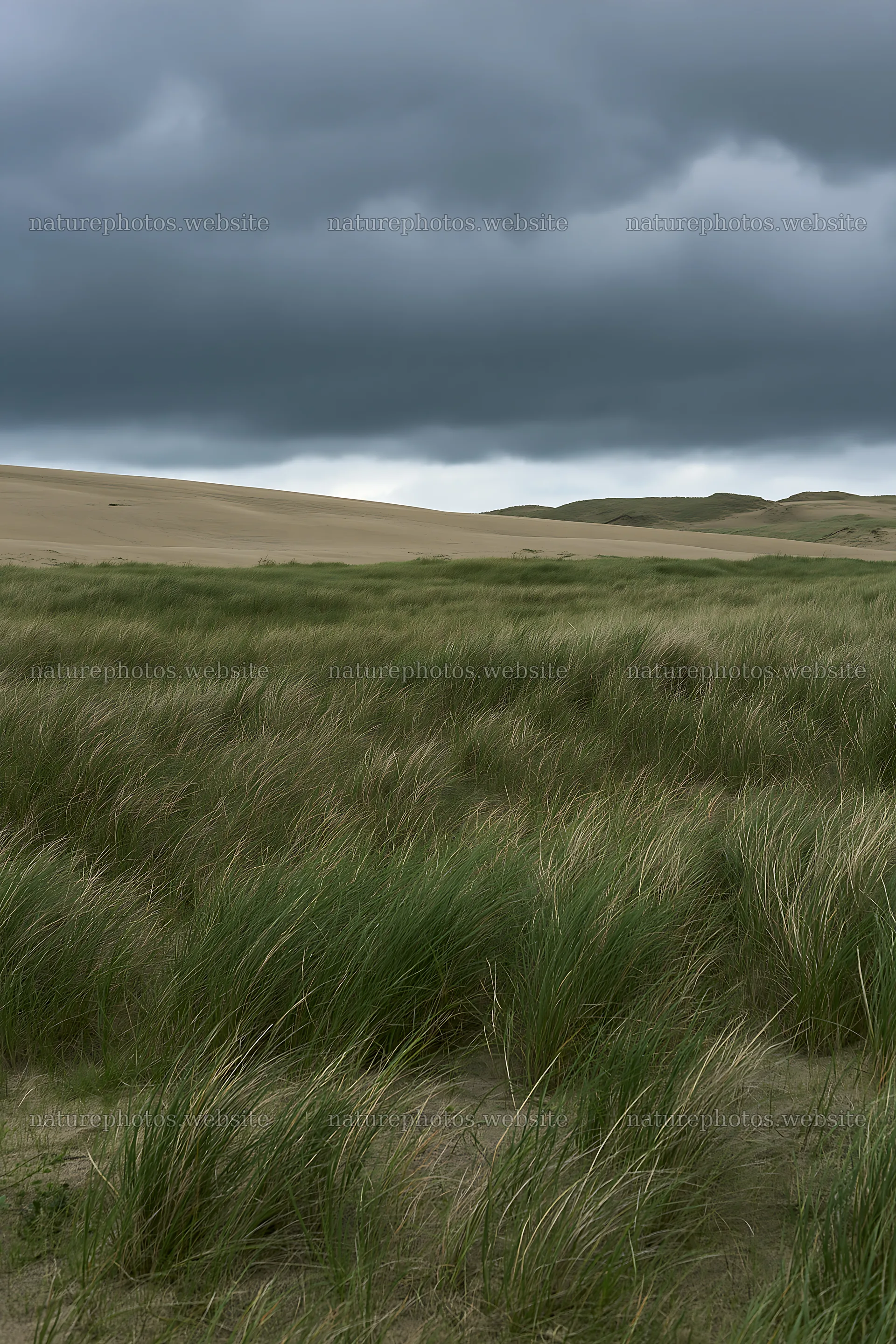 Tottori windy meadow with dune grasses under cloudy sky – nature photos 6480x9722