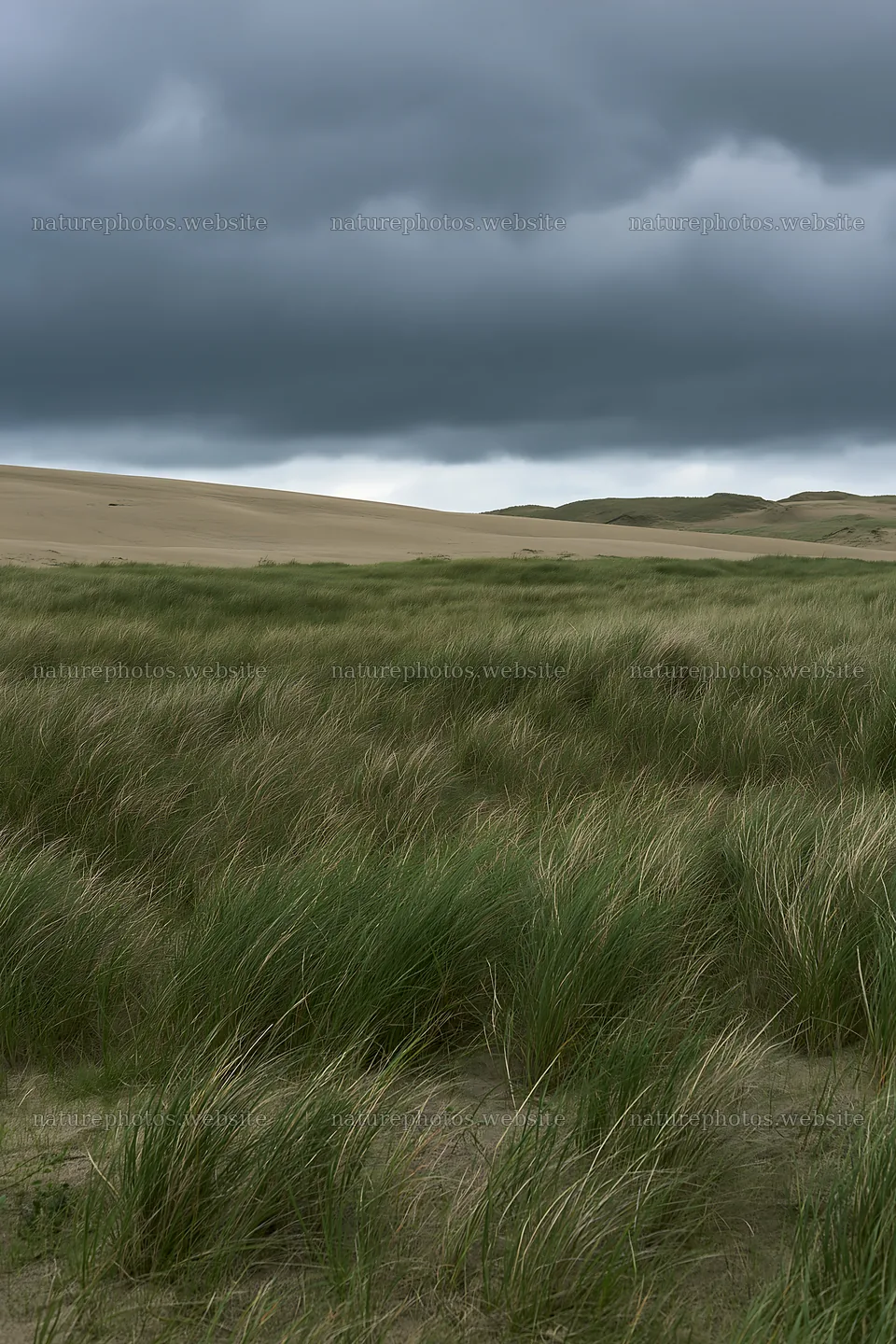 Tottori windy meadow with dune grasses under cloudy sky – nature photos 6480x9722