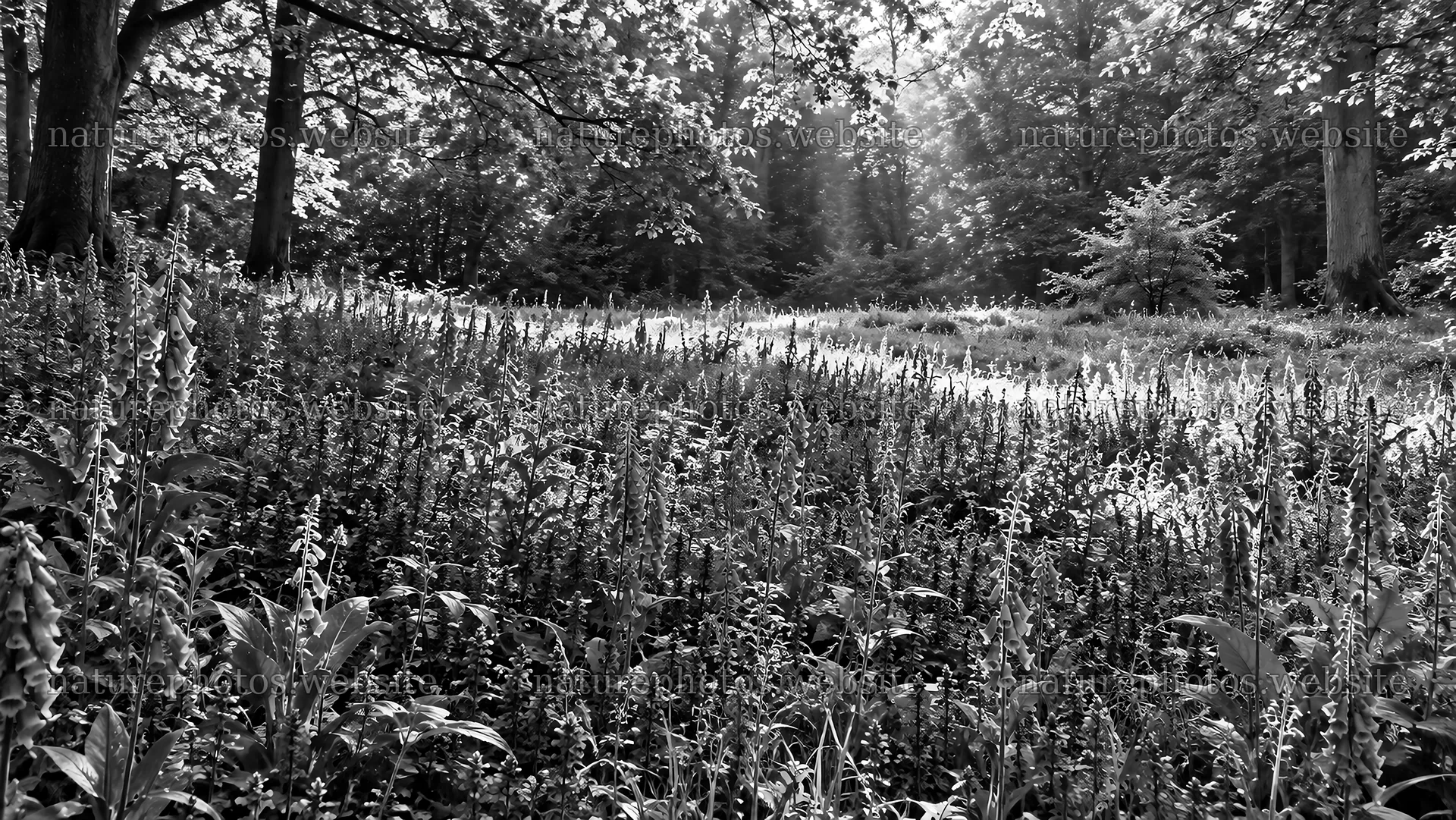 Sunbeams in a Monochrome Forest Clearing – nature photos 10324x5812