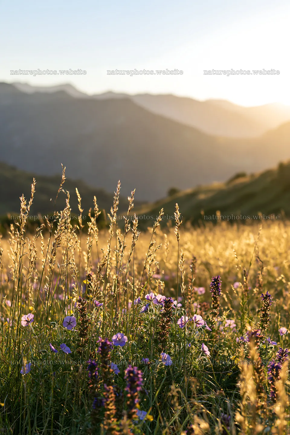 Meadow grass seedheads with wildflowers at sunset in mountains – nature photos 6480x9722