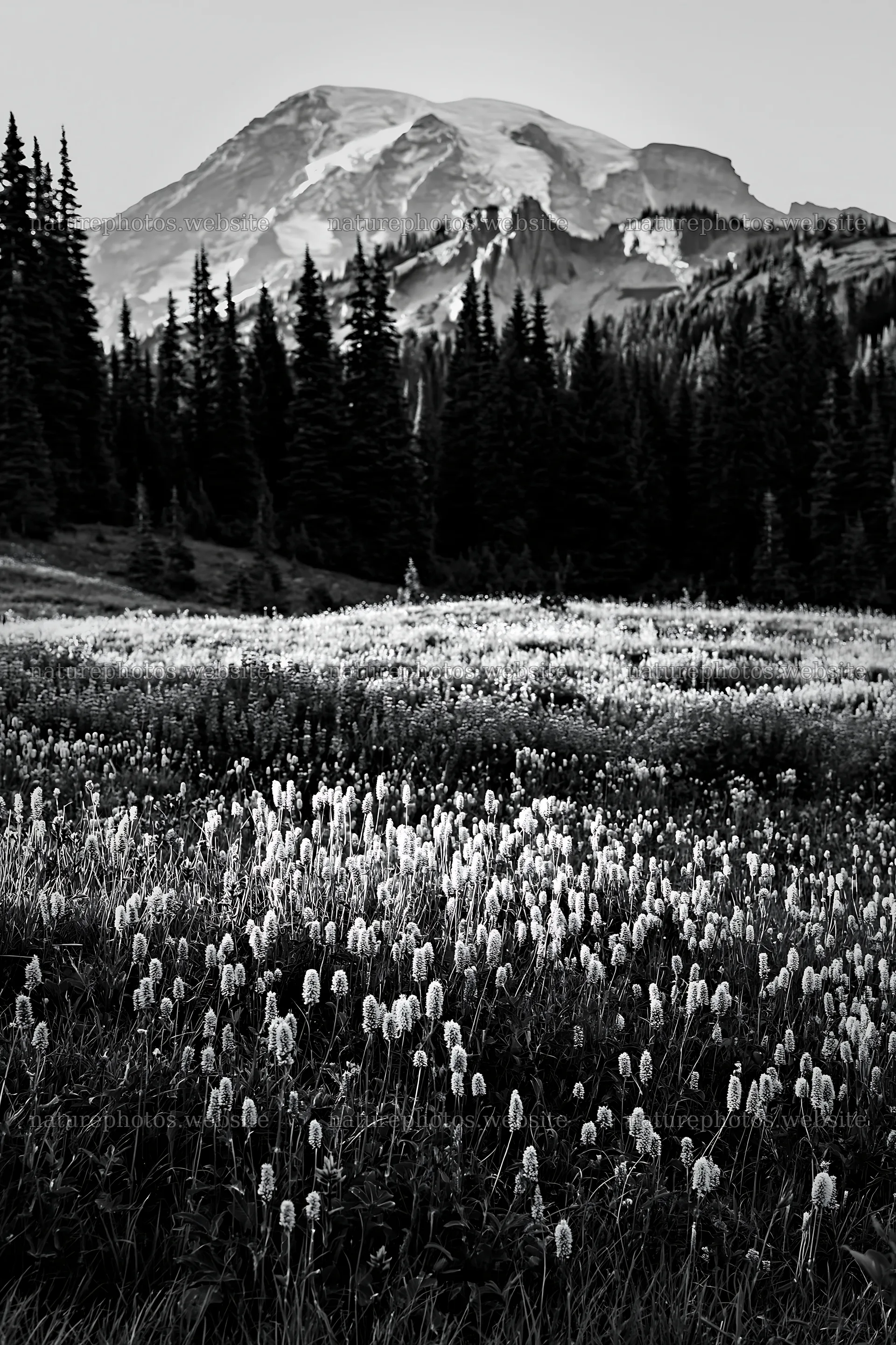 Mount Rainier wildflower meadow sunrise showcasing blooming flowers – nature photos 6480x9722